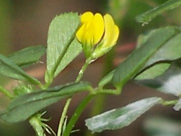 Medicago polymorpha